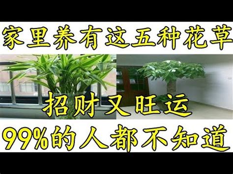 家裡放什麼植物好